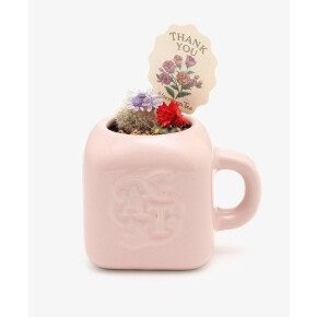 母の日のプレゼントにぴったりなミニマグカップ花咲きサボテン