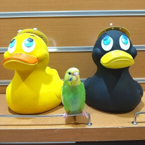 ジャンボセキセイインコ
