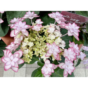 きょうのお花☆