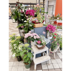 きょうのお花☆