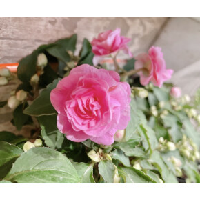 きょうのお花☆