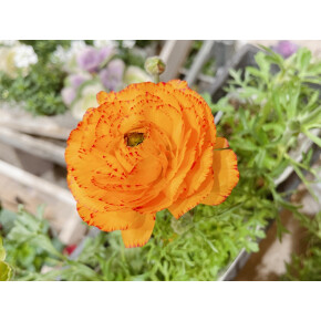 きょうのお花☆