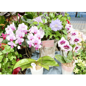 きょうのお花☆