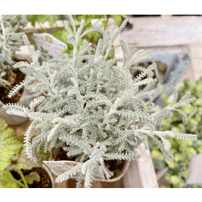きょうのお花☆