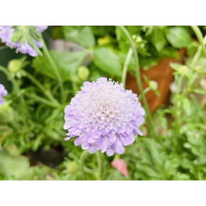 きょうのお花☆