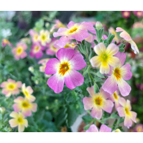 きょうのお花☆