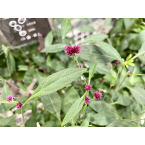 きょうのお花☆
