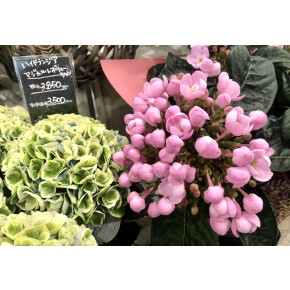 今日のお花屋さん♪