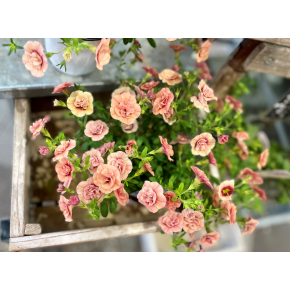 きょうのお花☆