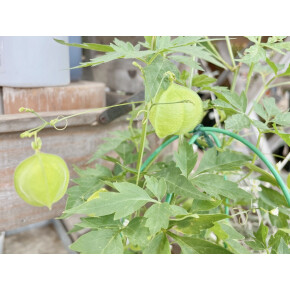 きょうのお花☆
