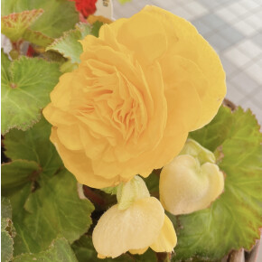 きょうのお花☆