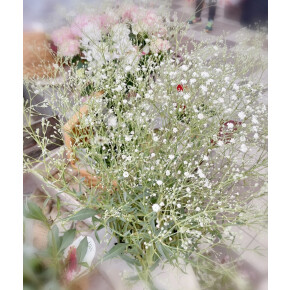 きょうのお花☆