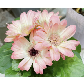 きょうのお花☆