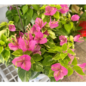 きょうのお花☆