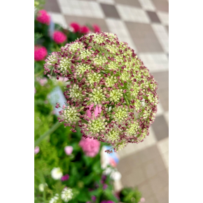 きょうのお花☆