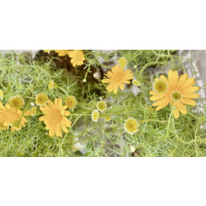 きょうのお花☆