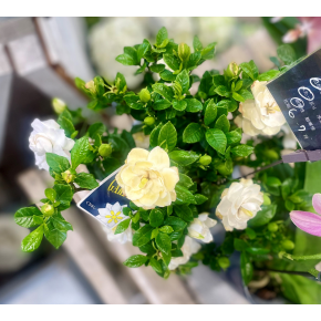 きょうのお花☆