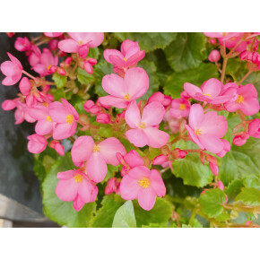 きょうのお花☆