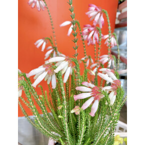 きょうのお花☆
