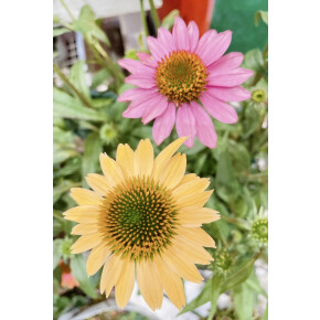 きょうのお花☆