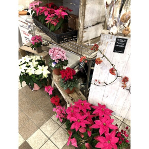 今日のお花屋さん(*^^*)