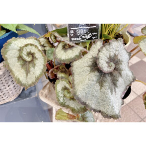 きょうのお花☆
