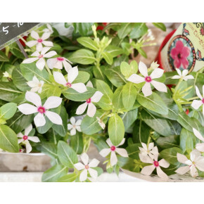 きょうのお花☆