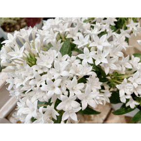 きょうのお花☆