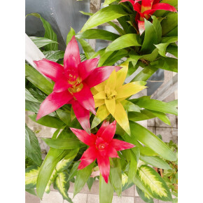 きょうのお花☆