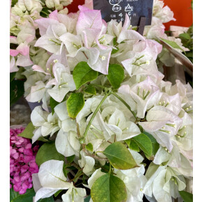 きょうのお花☆