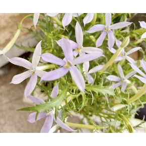 きょうのお花☆
