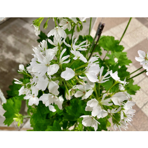 きょうのお花☆