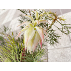 きょうのお花☆
