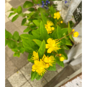 きょうのお花☆