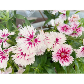 きょうのお花☆