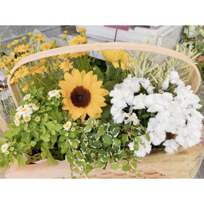 きょうのお花☆