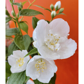 きょうのお花☆