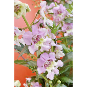 きょうのお花☆