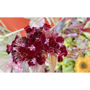 きょうのお花☆