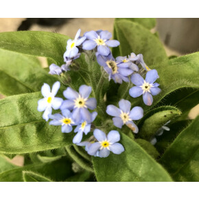 きょうのお花☆