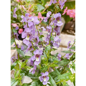 きょうのお花☆