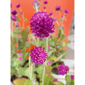 きょうのお花☆