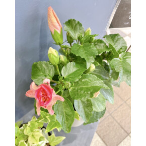 きょうのお花☆