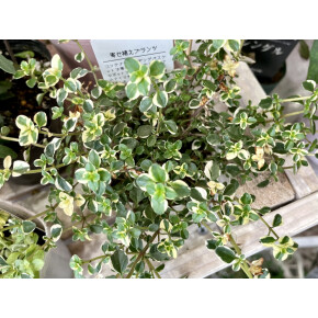 きょうのお花☆