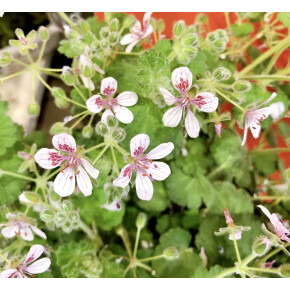 きょうのお花☆
