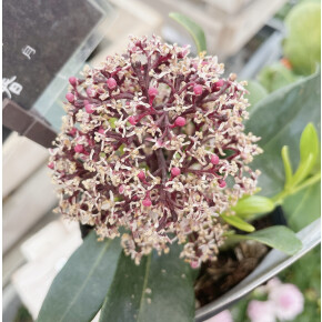きょうのお花☆