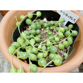 きょうのお花☆