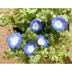 きょうのお花☆
