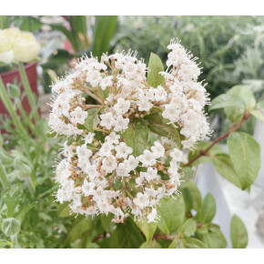 きょうのお花☆