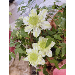 きょうのお花☆